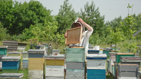 male beekeeper open the lid of one beehive at his farm. man in special outfit checks up his apiary. bee farm in the nature backdrop.