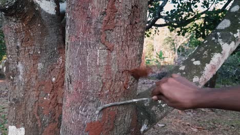 Hand with stick pulling termite mound out of tree trunk