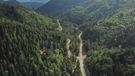 Video-De-Drones-Volando-Sobre-Un-Camino-Sinuoso-Montaña-Bosque-De-Pinos-Salvajes-Verano-Soleado