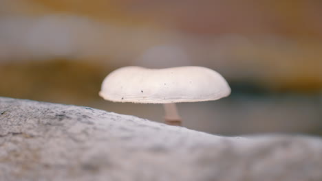 Single-white-mushroom-on-a-tree,-shifting-focus