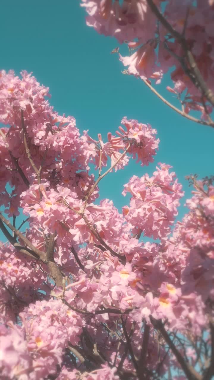 Close-up of Pink Flowers Blooming Against a Clear Blue Sky