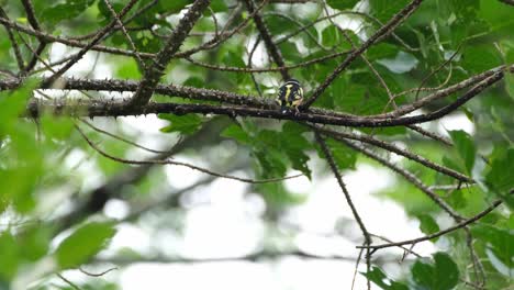 Front-side-exposed-while-looking-to-the-right-and-then-hops-around-showing-its-back-while-perched-on-a-thorny-branch,-Black-and-yellow-Broadbill-Eurylaimus-ochromalus,-Thailand