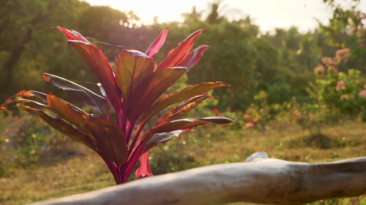 Rotating Around Red Plant During Shiny Sunrise With Log In Foreground And Grass In Background