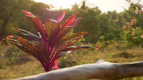 rotating around red plant during shiny sunrise with log in foreground and grass in background