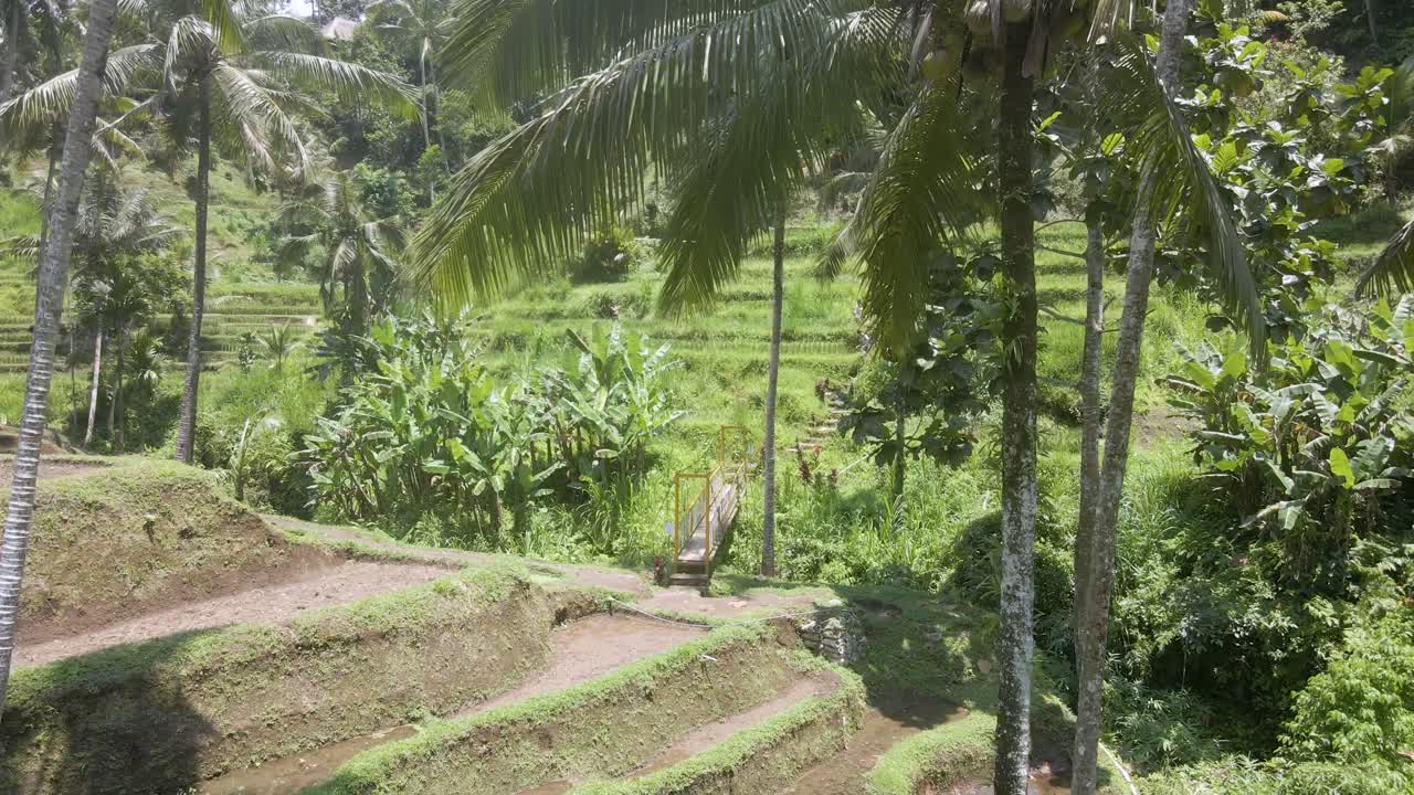 Video di un drone che cattura le lussureggianti risaie di Tegallalang a Ubud. Sorvolo su campi verde brillante e iconiche palme, mostrando una serena prospettiva aerea in pieno giorno