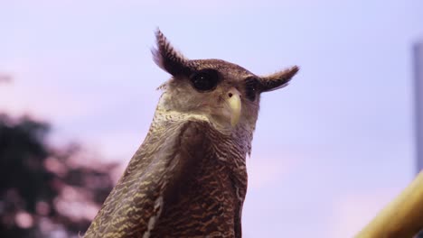 beluk jampuk barred eagle-owl or bubo sumatranus with large eyes against blue sky