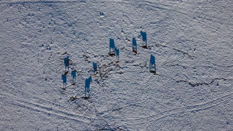 horses with snow from above static wide