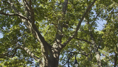 low angle of old, lush tree in suburban neighborhood during the daytime in brooklyn, new york