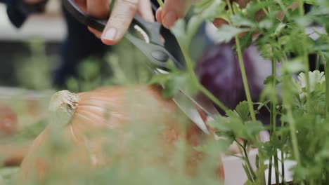 close up of senior caucasian woman cutting herbs in kitchen, slow motion