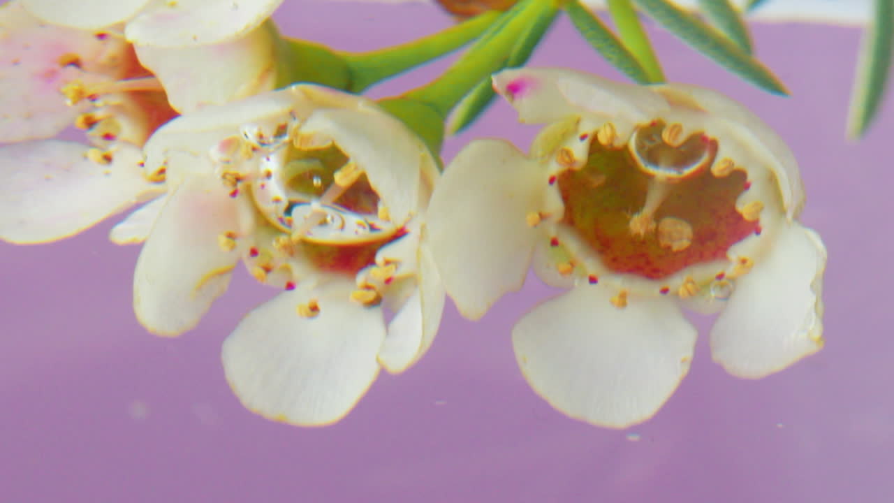 Close-up of Callistemon flowers in water
