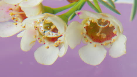 closeup of white flowers in water