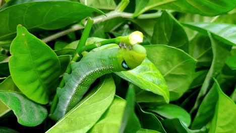 slow motion oleander hawk-moth feeding on a branch leaf