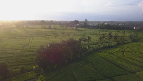 Morning-sun-flight-over-large-paddy-rice-fields-on-Bali,-Indonesia