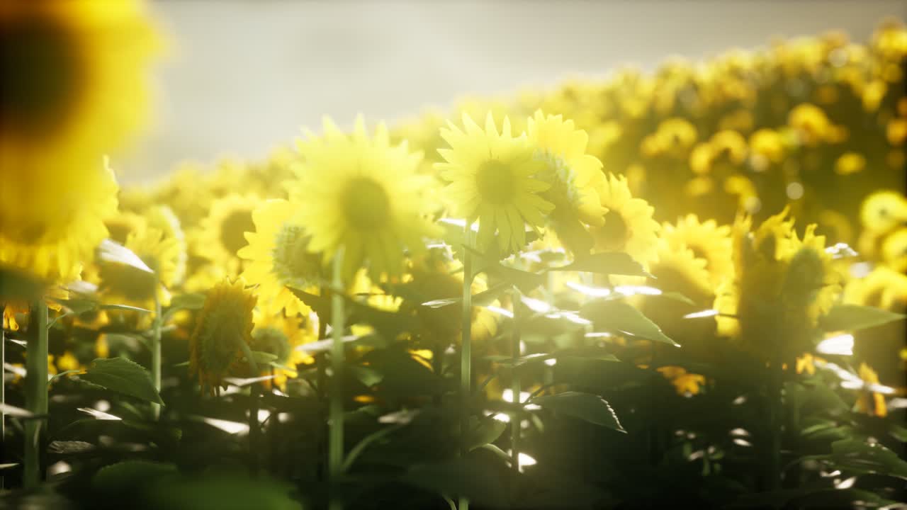 따뜻한 여름 저녁에  ⁇ 꽃 ⁇