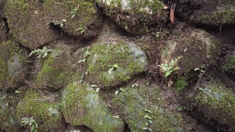 textura de piedra de musgo primer plano gris y verde humedad natural disparado en el bosque