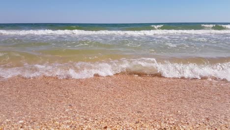 seashells on sand beach with sea waves, close up