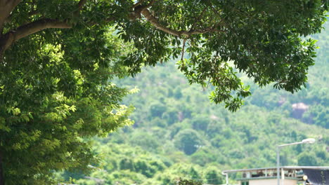 Drizzling-rain-wet-the-green-trees-by-the-roadside