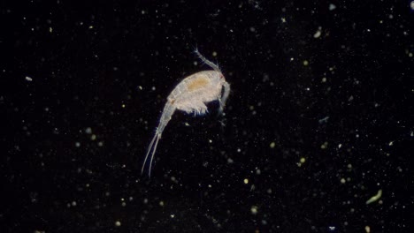 plankton copepod freshwater cyclop transparent visible internal organs darkfield view under microscope