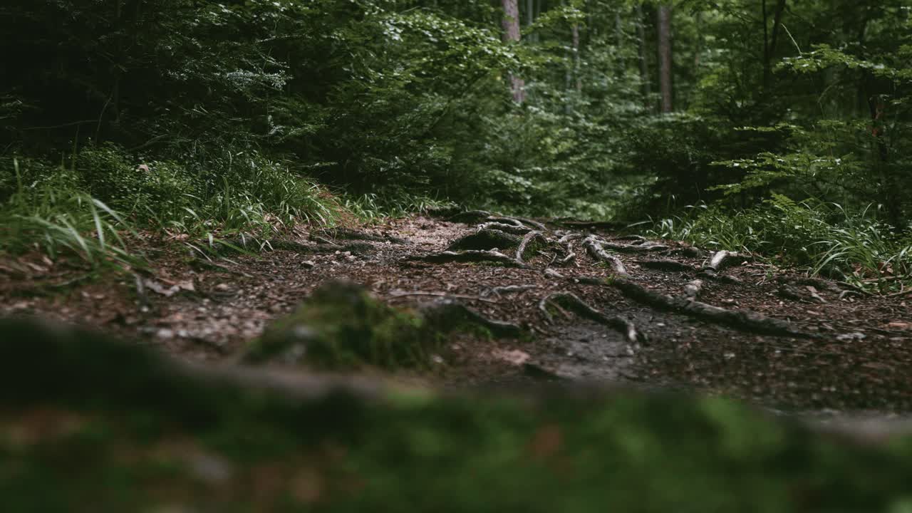 Ripresa panoramica dal basso verso destra che rivela un sentiero di montagna in una foresta oscura