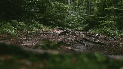 Toma-Panorámica-De-ángulo-Bajo-Que-Revela-Un-Camino-De-Montaña-En-Un-Bosque-Oscuro