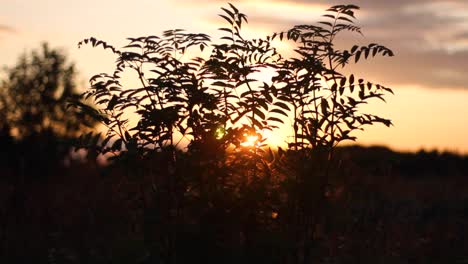 Busch-Im-Sonnenuntergang-Mit-Horizont