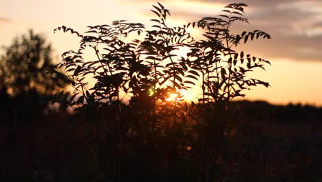 bush en puesta de sol con horizonte