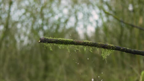 Wide-static-shot-of-a-kingfisher-sitting-on-a-moss-covered-branch-then-flying-up-and-diving-down-for-fish-in-a-beautiful-woodland-scene,-slow-motion