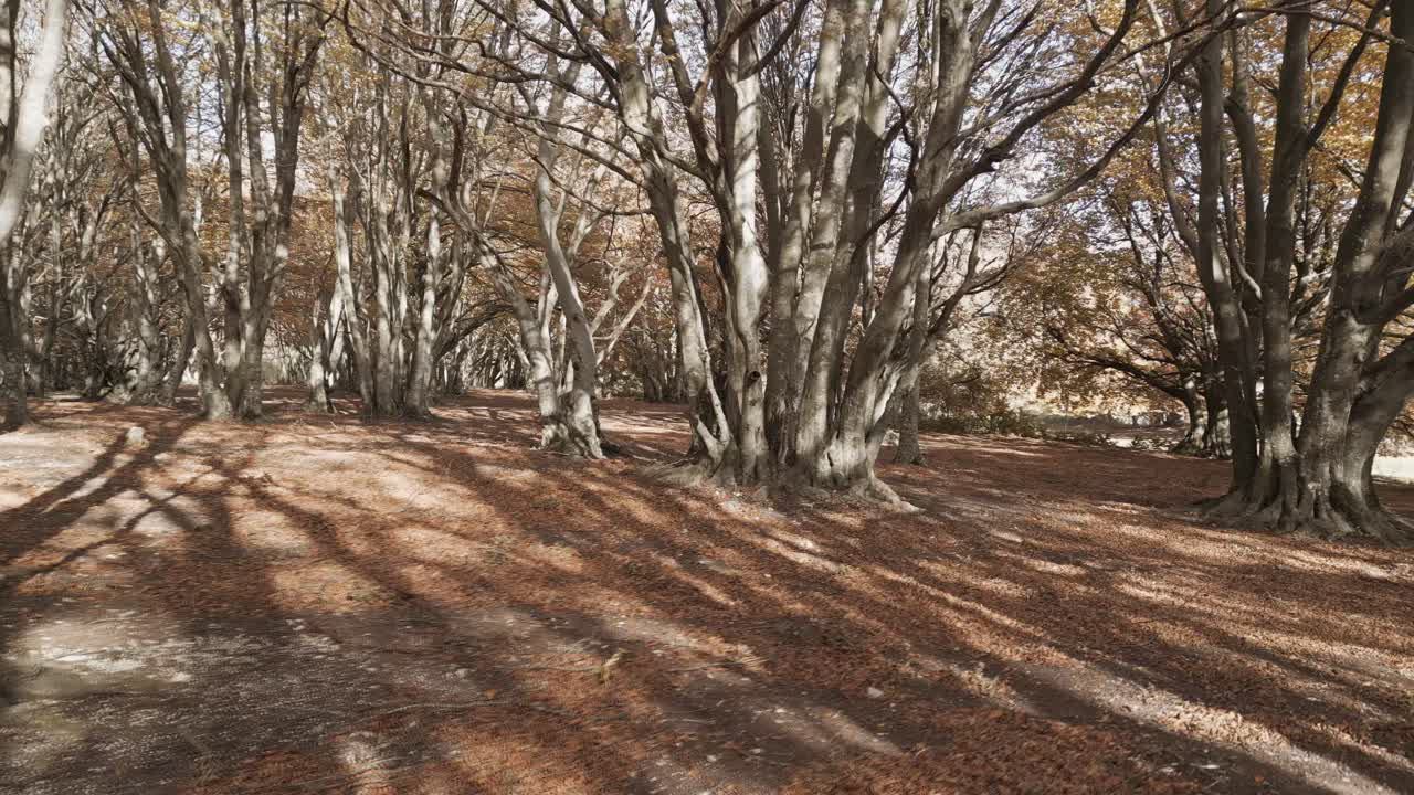 una grabación de un avión no tripulado sobre el hermoso bosque de haya de canfaito con colores de otoño