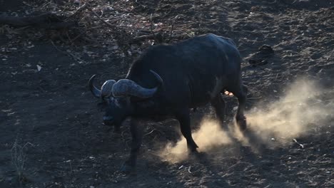 a wide shot of a buffalo walking down a slope kicking up a lot of dust, kruger national park