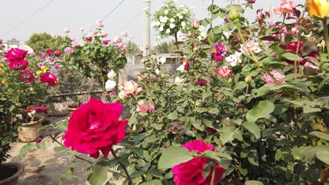 jardín de rosas en el techo | imágenes de archivo aéreas | expertos en flores | azotea | la india | techo | flores