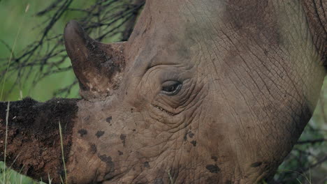 close-up of a white rhinoceros