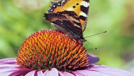 extreme close up macro shot of orange small tortoiseshell butterfly sitting on purple coneflower and gathering pollen