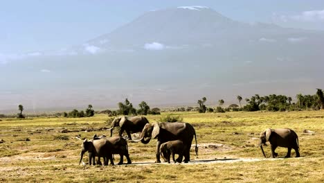 elephants standing in front of mt kilimanjaro in amboseli, kenya