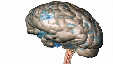 modelo 3d del cerebro humano