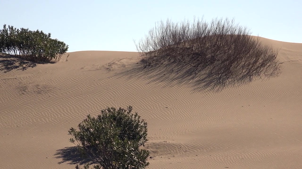 Sanddünen mit Wüstenvegetation unter klarem blauem Himmel