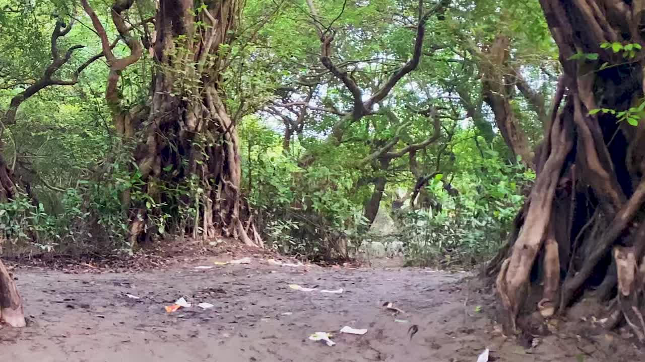 Massive banyan trees with large tangled roots in a lush deep forest