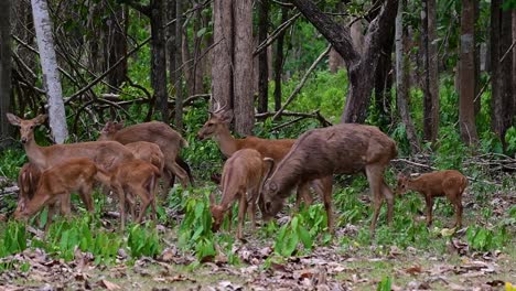 the eld's deer is an endangered species due to habitat loss and hunting