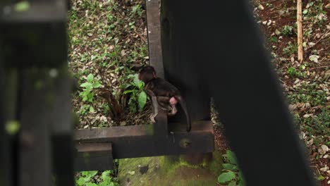 baby monkey playing under the bridge - high angle