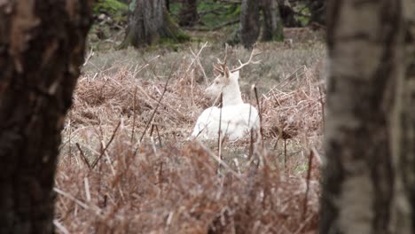 white deer laying down in the new forest clip 16