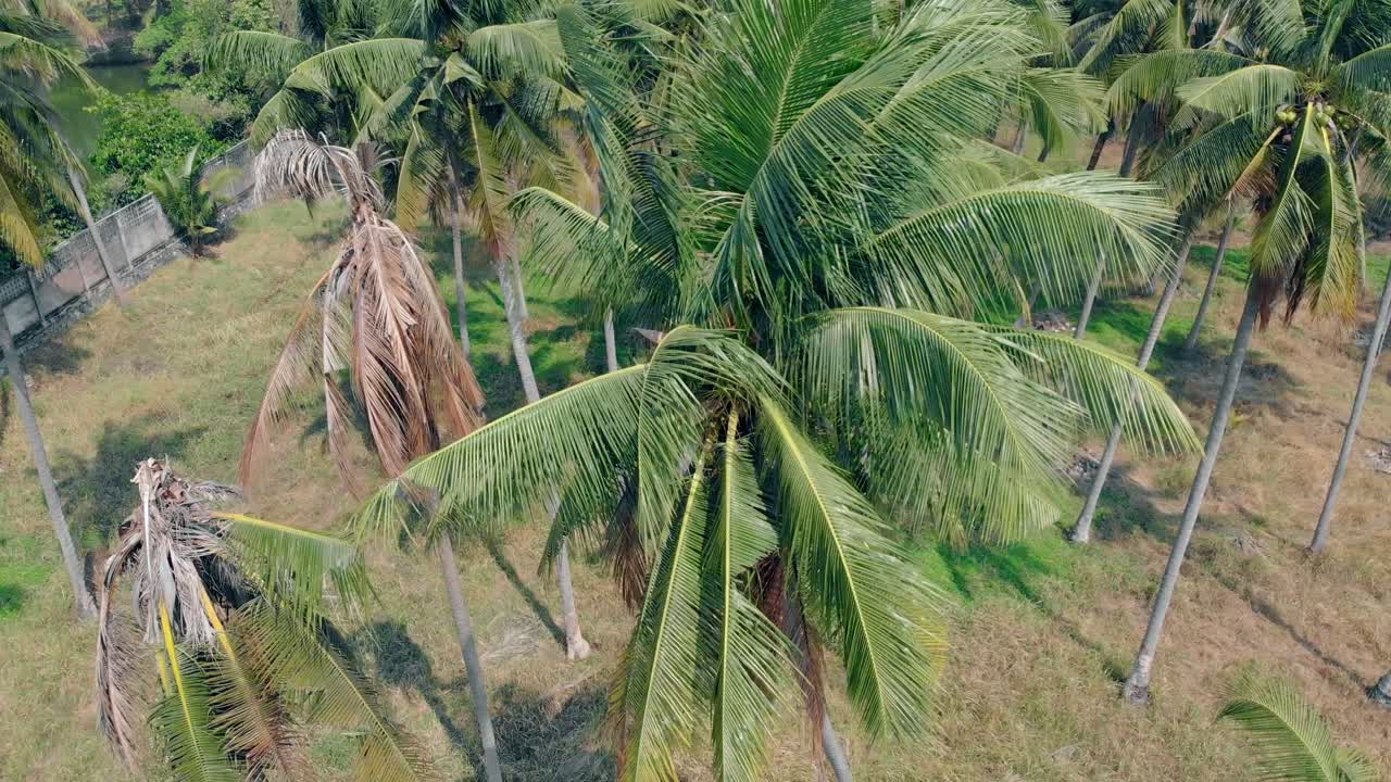 el fuerte viento sacude las palmeras verdes tropicales que crecen en el jardín
