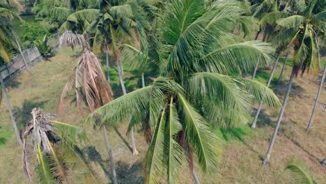 strong-wind-shakes-tropical-green-palms-growing-in-garden