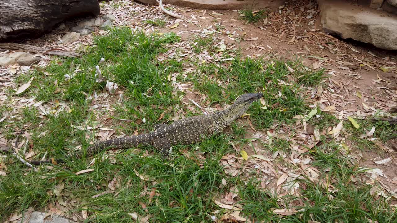 австралийская гоанна передвигается и карабкается по скалам, щелкая языком