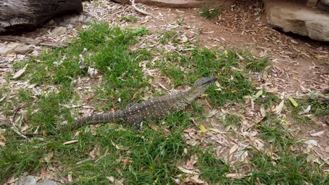 goanna australiana moviéndose y escalando rocas mientras mueve la lengua
