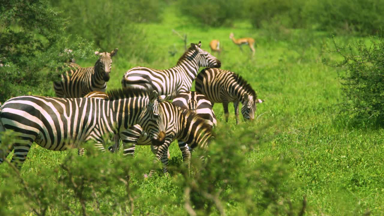 Zebra che guarda la telecamera e scuote la testa nella natura selvaggia con la mandria che pascola nelle pianure africane