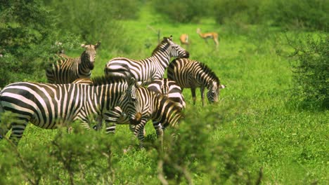 zebra looks at camera and shakes head in wild with herd grazing in african plains