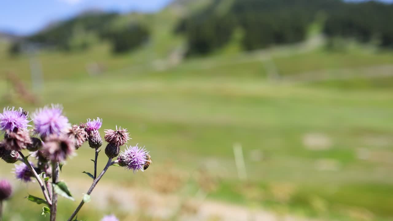primer plano de una flor con un fondo borroso