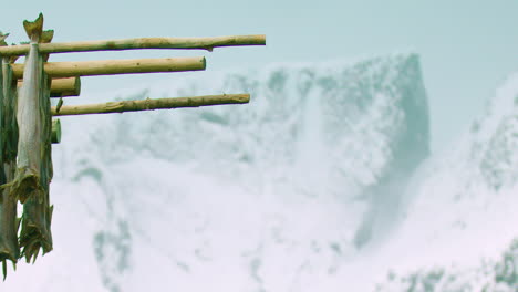 PAN-REVEAL-CLOSEUP,-stockfish-hanging-out-to-air-dry-in-Reine,-Norway