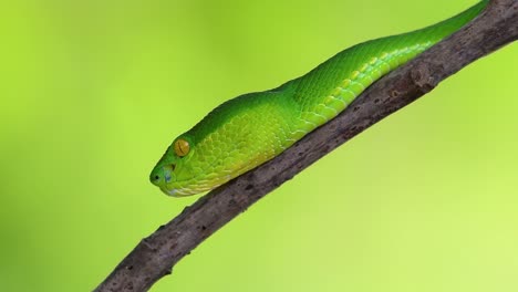 白唇坑蛇 (white-lipped pit viper) 是亞洲東南部一種有毒的坑蛇,通常在夜間在有大量食物的水域附近等待在樹枝或樹枝上