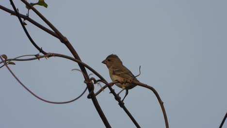 Lonchura-bird-in-tree-finding-food-