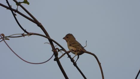 pájaro lonchura en el árbol encontrando comida